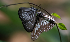 Ideopsis juventa
