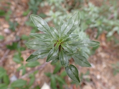Amaranthus blitoides