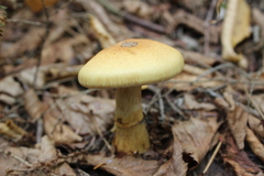 Cortinarius trivialis