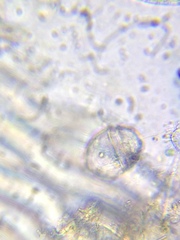 Parvodinium inconspicuum