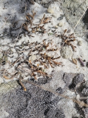 Selaginella rupestris