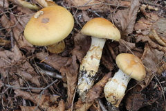Cortinarius trivialis