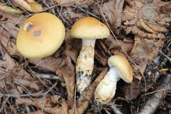 Cortinarius trivialis