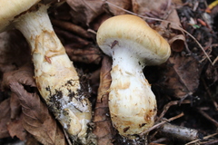 Cortinarius trivialis