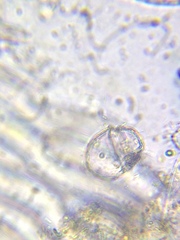 Parvodinium inconspicuum