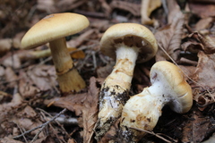 Cortinarius trivialis