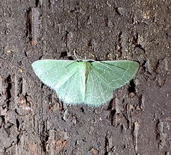 Synchlora frondaria