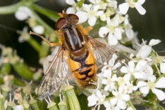 Parhelophilus