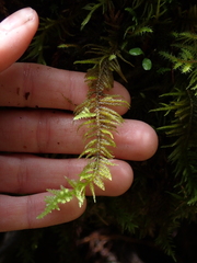Kindbergia oregana
