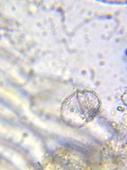 Parvodinium inconspicuum