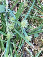 Cyperus croceus