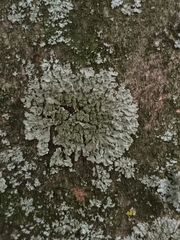 Physconia enteroxantha