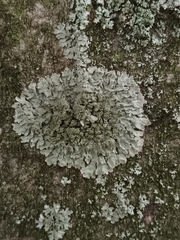 Physconia enteroxantha