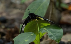 Troides helena