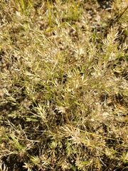 Eragrostis hypnoides