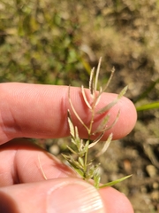 Eragrostis hypnoides