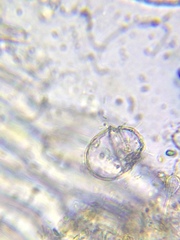 Parvodinium inconspicuum