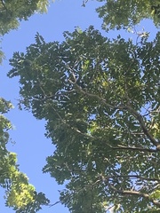 Phellodendron amurense