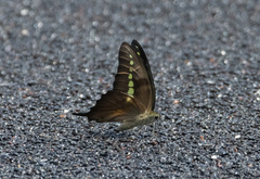 Graphium codrus