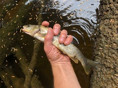 Ptychocheilus oregonensis