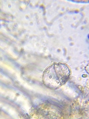 Parvodinium inconspicuum