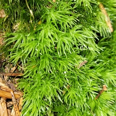 Leucobryum juniperoideum