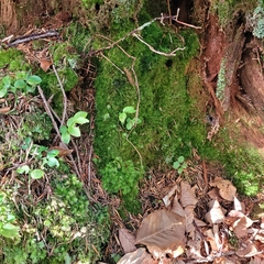 Leucobryum juniperoideum