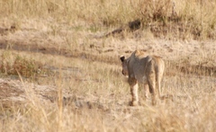 Rostratula benghalensis