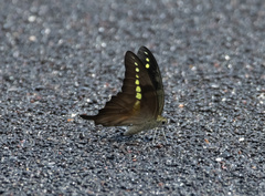 Graphium codrus