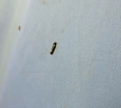 Tinea apicimaculella