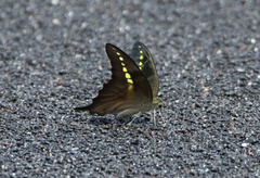 Graphium codrus