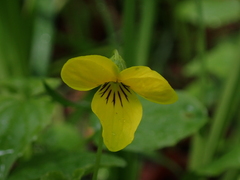 Viola