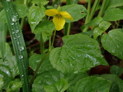 Viola