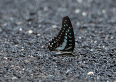 Graphium