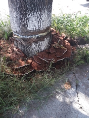 Ganoderma polychromum
