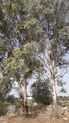 Eucalyptus camaldulensis