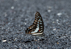 Graphium eurypylus