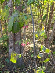 Euonymus atropurpureus