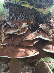 Ganoderma polychromum