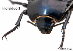 Nyctelia