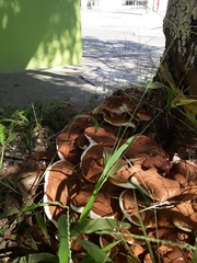 Ganoderma polychromum