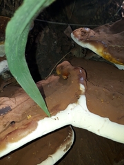 Ganoderma polychromum