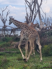 Giraffa camelopardalis tippelskirchi