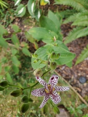 Tricyrtis hirta