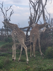Giraffa camelopardalis tippelskirchi