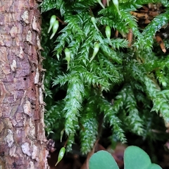 Brachythecium rutabulum