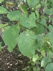 Celtis occidentalis