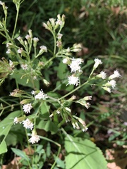 Ageratina aromatica