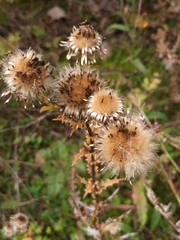 Carlina vulgaris