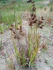 Juncus xiphioides